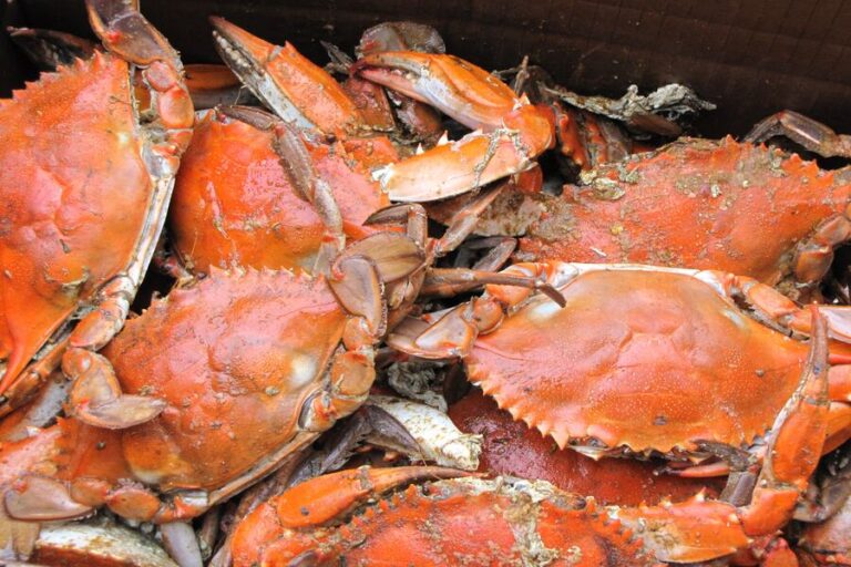 Usine de transformation de crabe, de homard et de fruits de mer